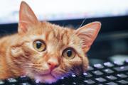 猫がキーボードに乗る？ それなら「おとりキーボード」で対策だ！