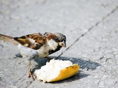 鳥にパンを与えてはいけない