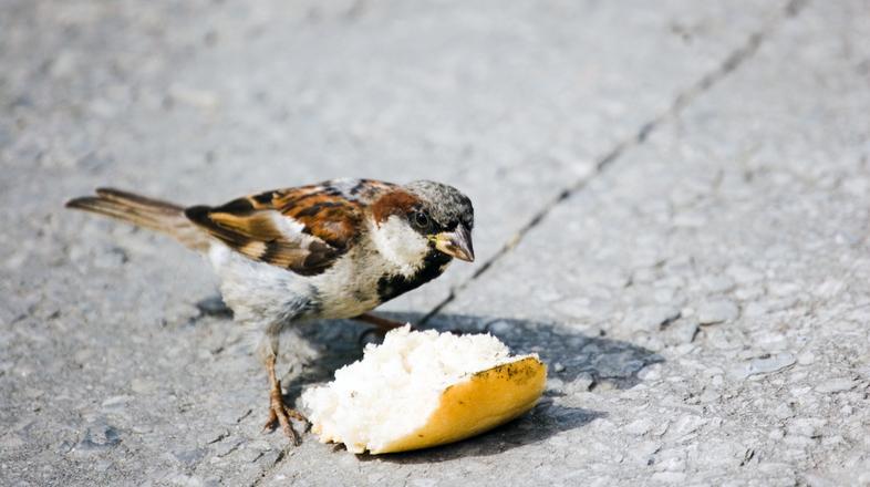 鳥がライター食うわけねえ