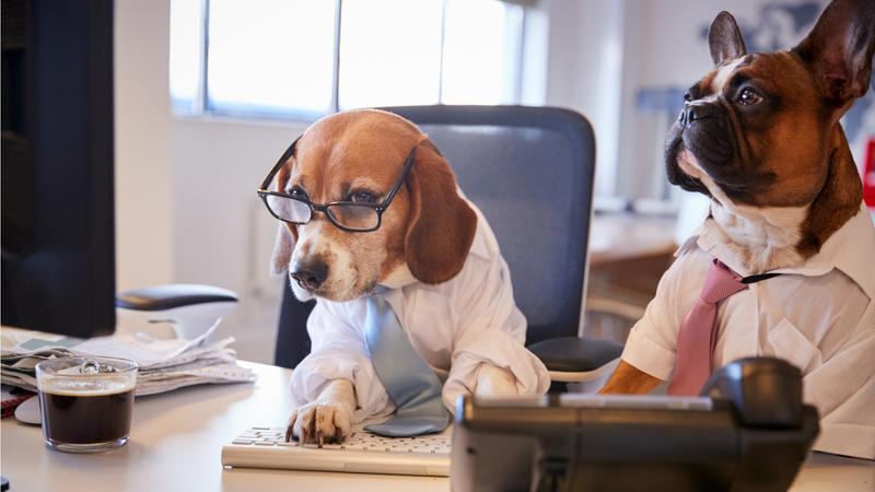 ビジネスマンの格好をした犬