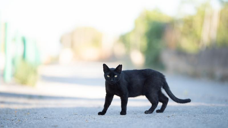 外を歩く黒猫
