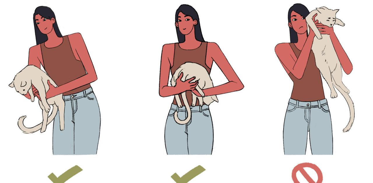 【図解あり】猫といい関係が築ける、正しい猫の抱き方 ライフハッカー・ジャパン