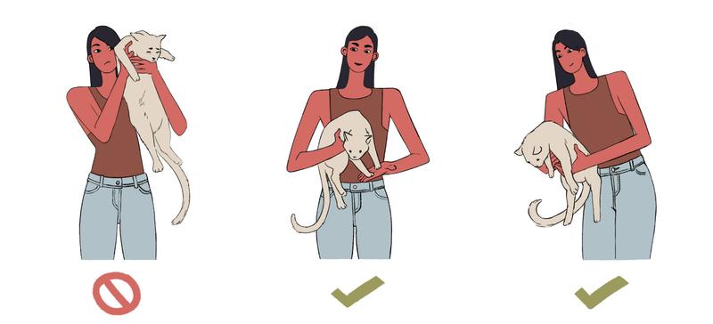 猫の抱き方3つ(2)