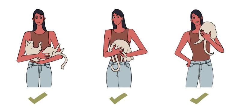 猫の抱き方3つ(3)