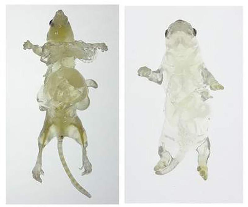 体の仕組みをすべて「見える化」。「マウス透明化」の成功で、医療はこんなに変わる