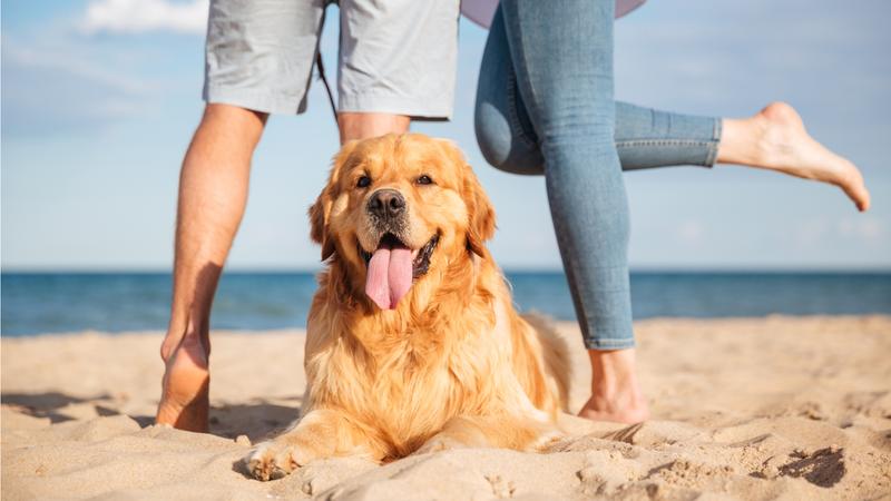 砂浜で犬の散歩をするカップル