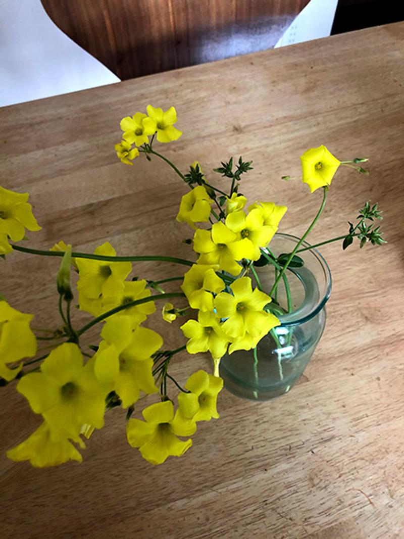 黄色い花