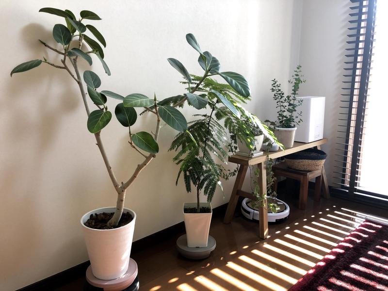 観葉植物