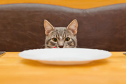 猫に1日何回餌を与えていますか？
