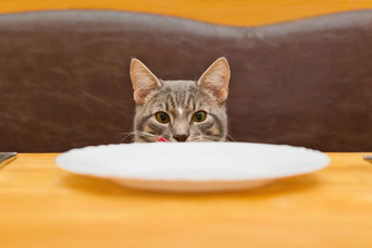 猫に1日何回餌を与えていますか？