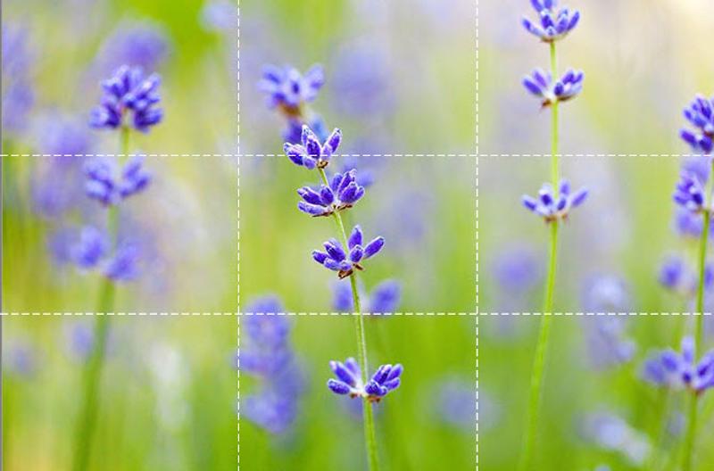 Blurred-Flowers-Background