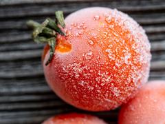 トマトは冷凍保存がおすすめ、解凍すると簡単に皮がむけます！