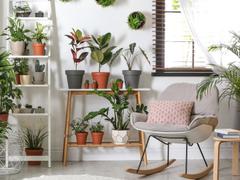 なぜ観葉植物を置くと、メンタルが整うのか？ 4つの理由