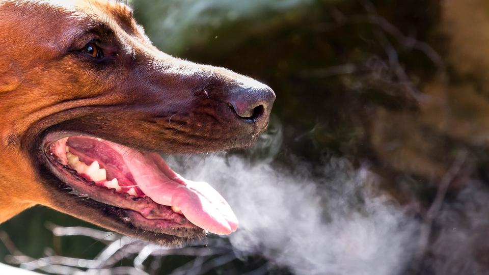 口を開けて息をする犬