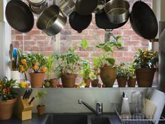 キッチンでも強く育つ観葉植物3選