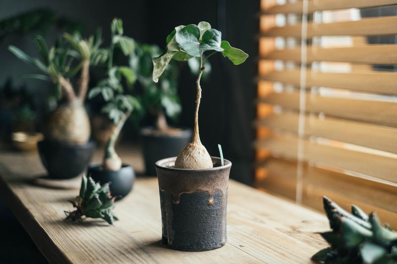 デスク横に置かれた植物