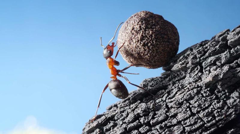 石を持ち上げようとする蟻