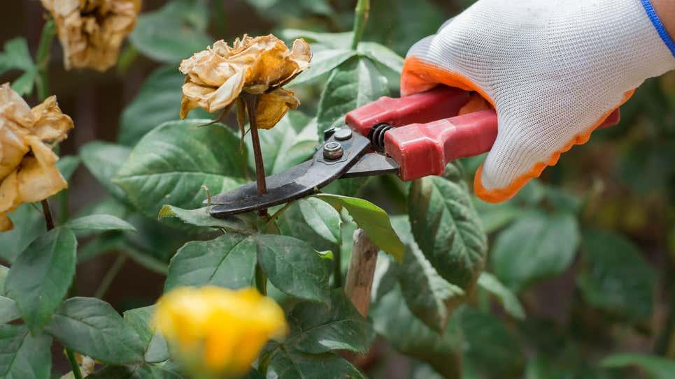 花に活力を与えるテクニック「花がら摘み」とは？ | ライフハッカー