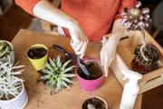 多肉植物の育て方でよくある勘違い4選
