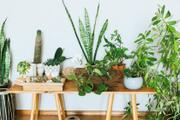 室内向けの観葉植物って？プロがおすすめを紹介！虫対策も聞きました