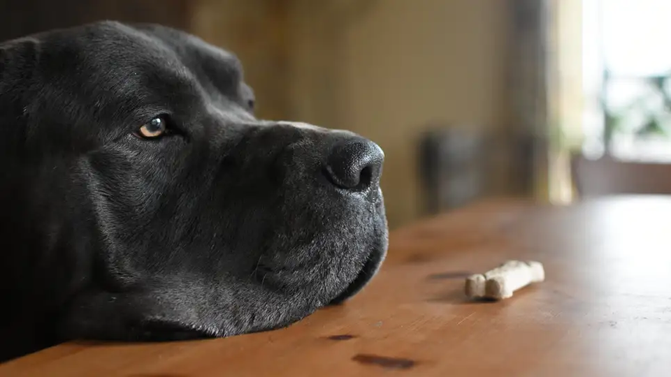 「待て」を命じられた黒い犬