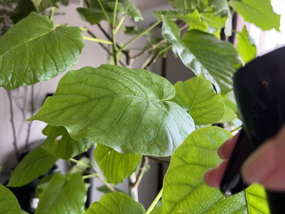 短めに押してピンポイントで噴霧したりと、調節もできる。