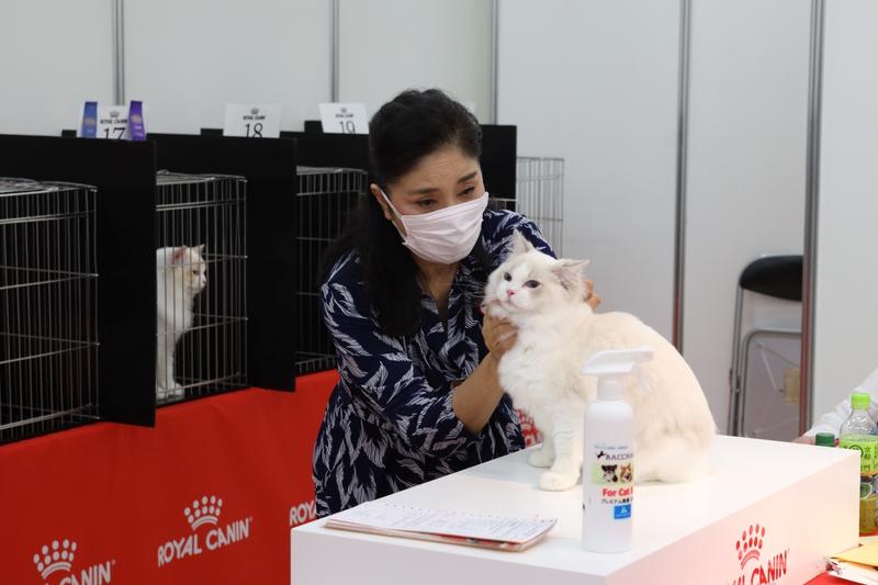 「JAPAN CAT SHOW 2022」でのキャットショーの様子