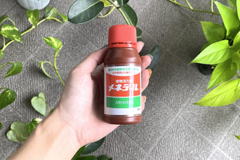 肥料でも農薬でもない！「メネデール」で観葉植物や切り花、さし木まで元気になった