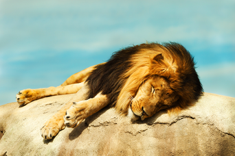 優れたリーダーは、よく眠る。研究で明らかになった睡眠とリーダーシップの関係
