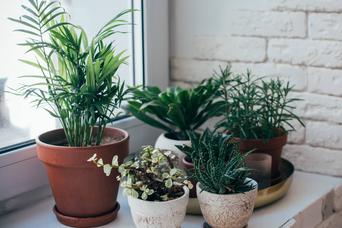 観葉植物を元気に育てるコツ｜初心者が育てやすい種類は？
