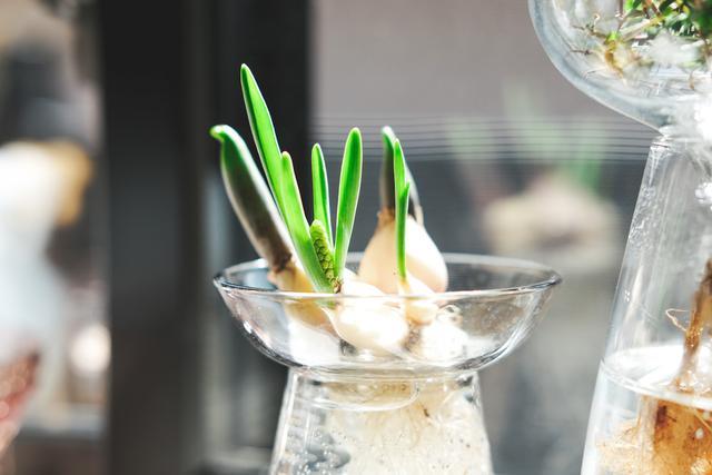 キッチンで簡単！ 球根植物の水耕栽培で花もハーブも楽しんでみた