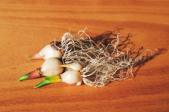 キッチンで簡単！ 球根植物の水耕栽培で花もハーブも楽しんでみた