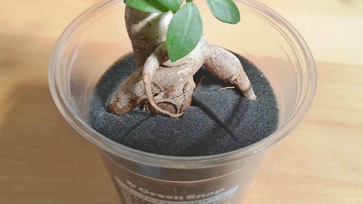 育てやすく、枯れない！「土を使わない観葉植物」が多忙な毎日の癒しに