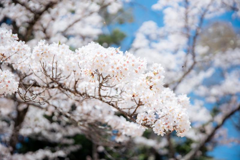 天気はピカピカの快晴。4月中旬でも、桜が満開でした。