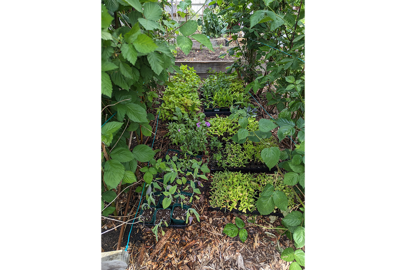 フラワーウォールに植え付けられるのを待つ、たくさんの一年草