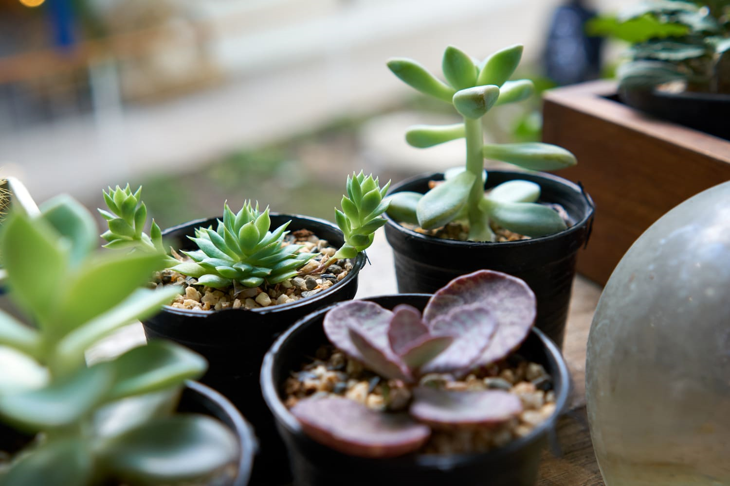 多肉植物のスタートライン。初心者が気をつけるべき「3つの間違い」と