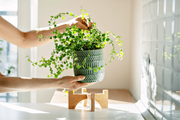 夏に育てたい、直射日光に強い屋内植物13選