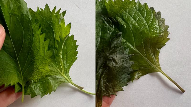 左:「野菜や果物の鮮度を保つポリエチレン袋」/右:購入時の袋