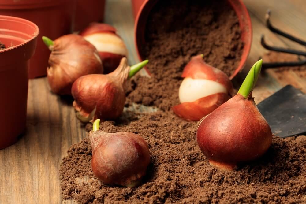 球根をプランターに重ねて、何カ月も花を咲かせる方法 | ライフ