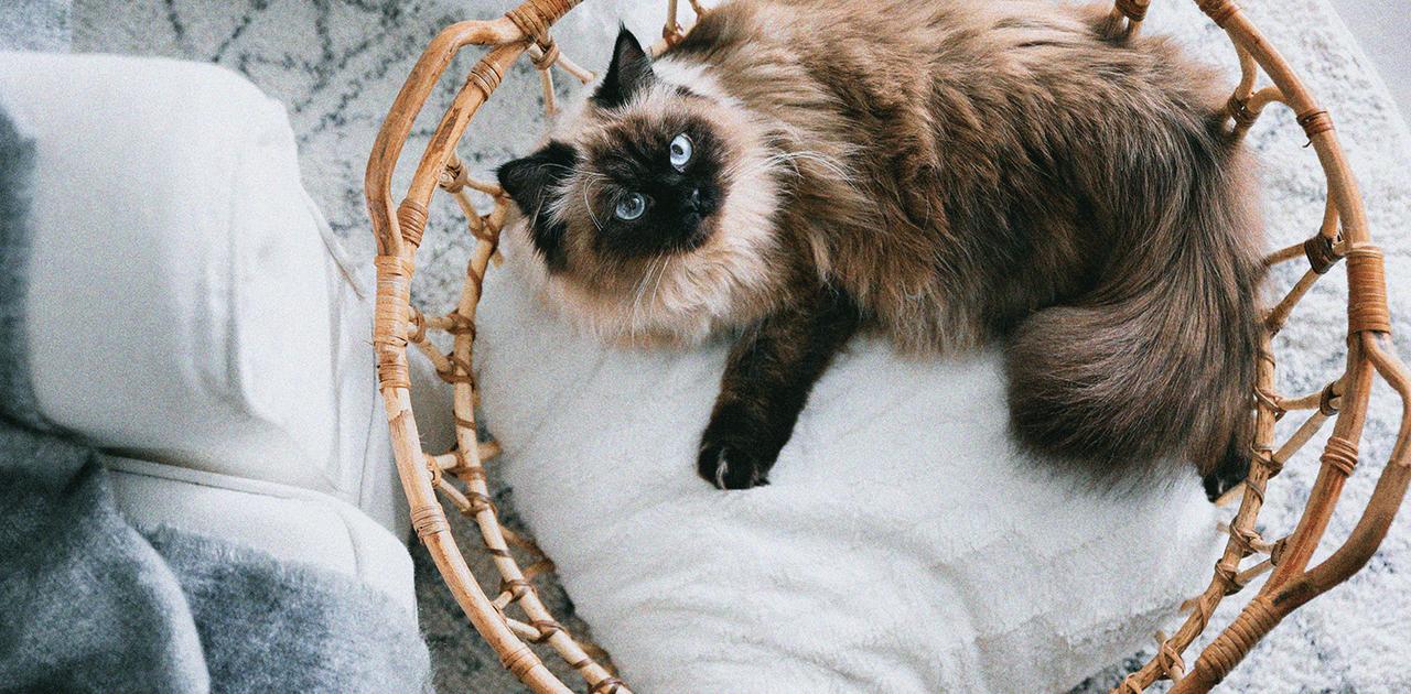 Creative Ways to Reuse Old Pillows From Pet Beds to Packaging Material