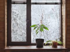 冬に観葉植物を枯らさないために。屋内に移すときの「4つのポイント」 | ライフハッカー・ジャパン