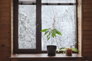冬に観葉植物を枯らさないために。屋内に移すときの「4つのポイント」