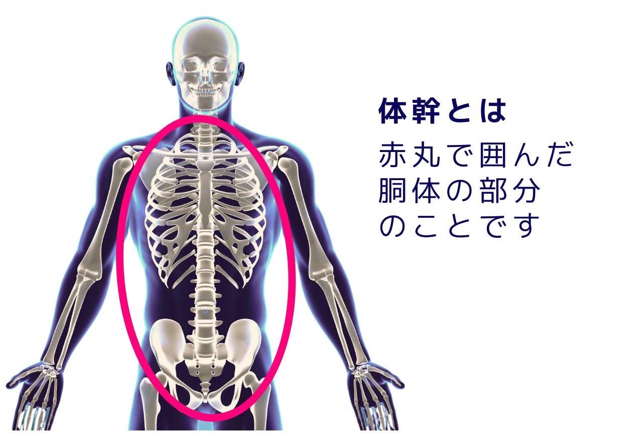 猫背にもサヨナラ！ 姿勢サポートと筋肉使用量アップを同時に叶えて