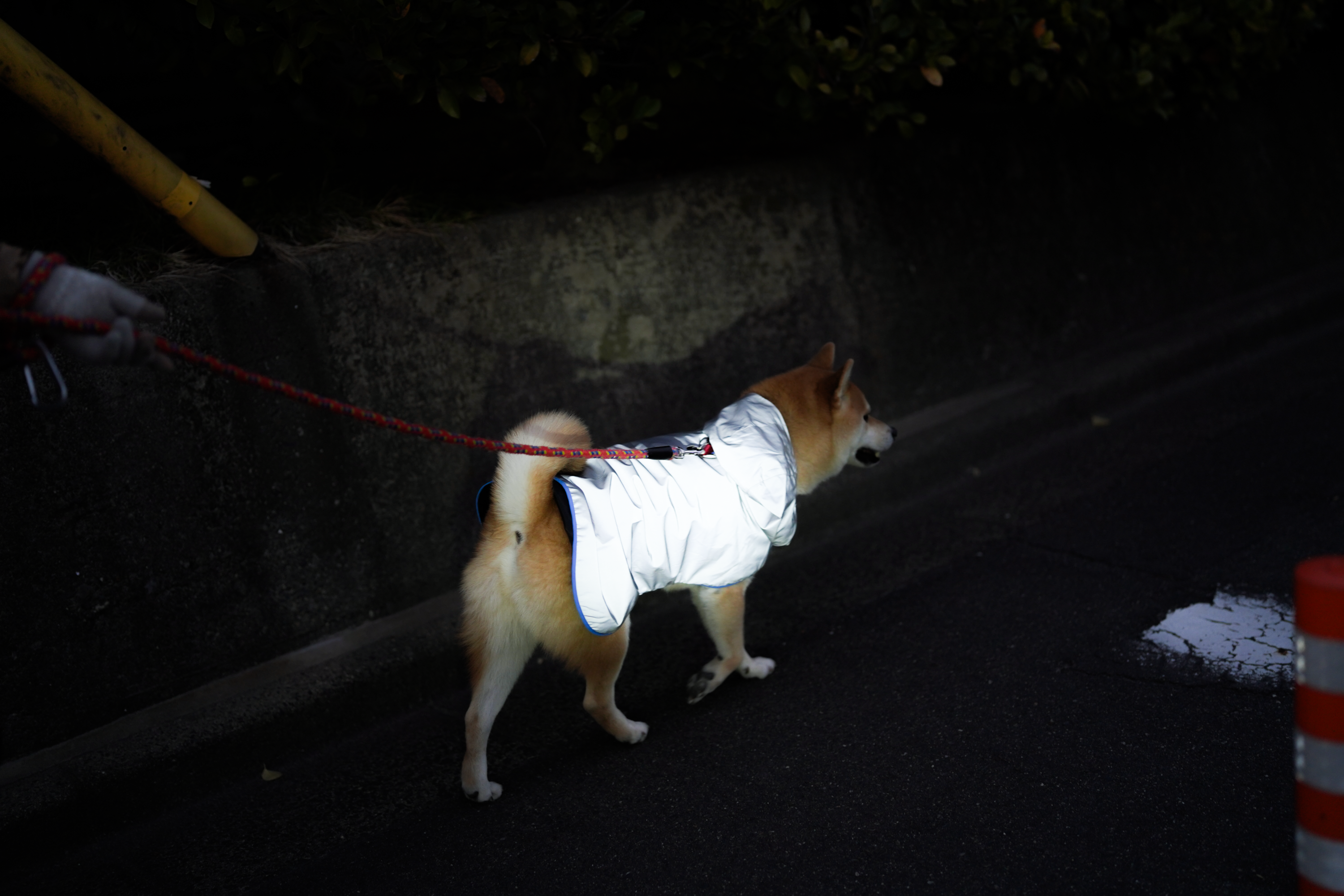 愛犬の安全をジャケットで向上！ 夜散歩で存在感を爆上げしてくれる犬