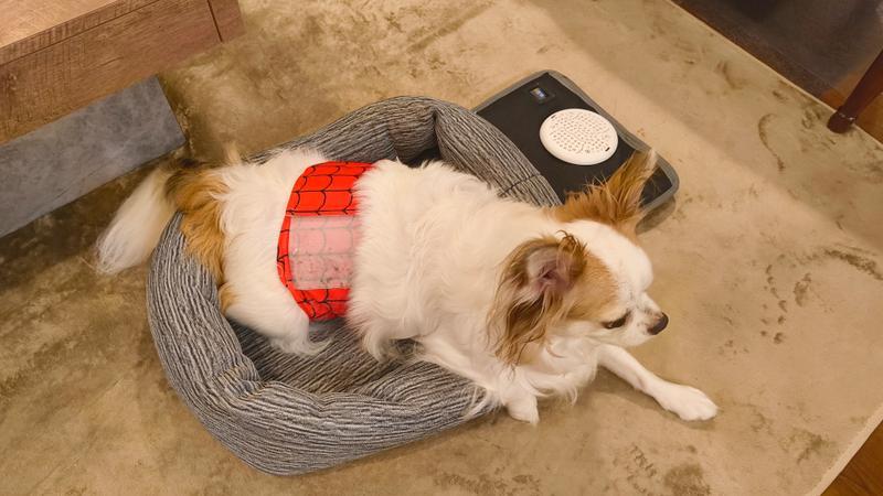 ベッドにもなるよ！ キャリーに簡単設置で涼しさをキープするペット用