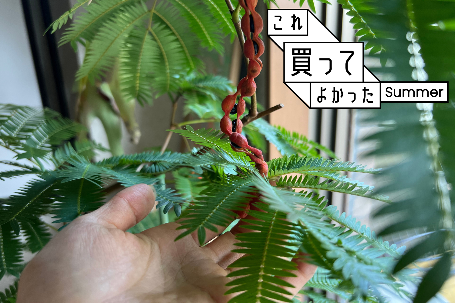 空気を浄化する観葉植物が在宅ワークと暑さのストレスを和らげてくれた