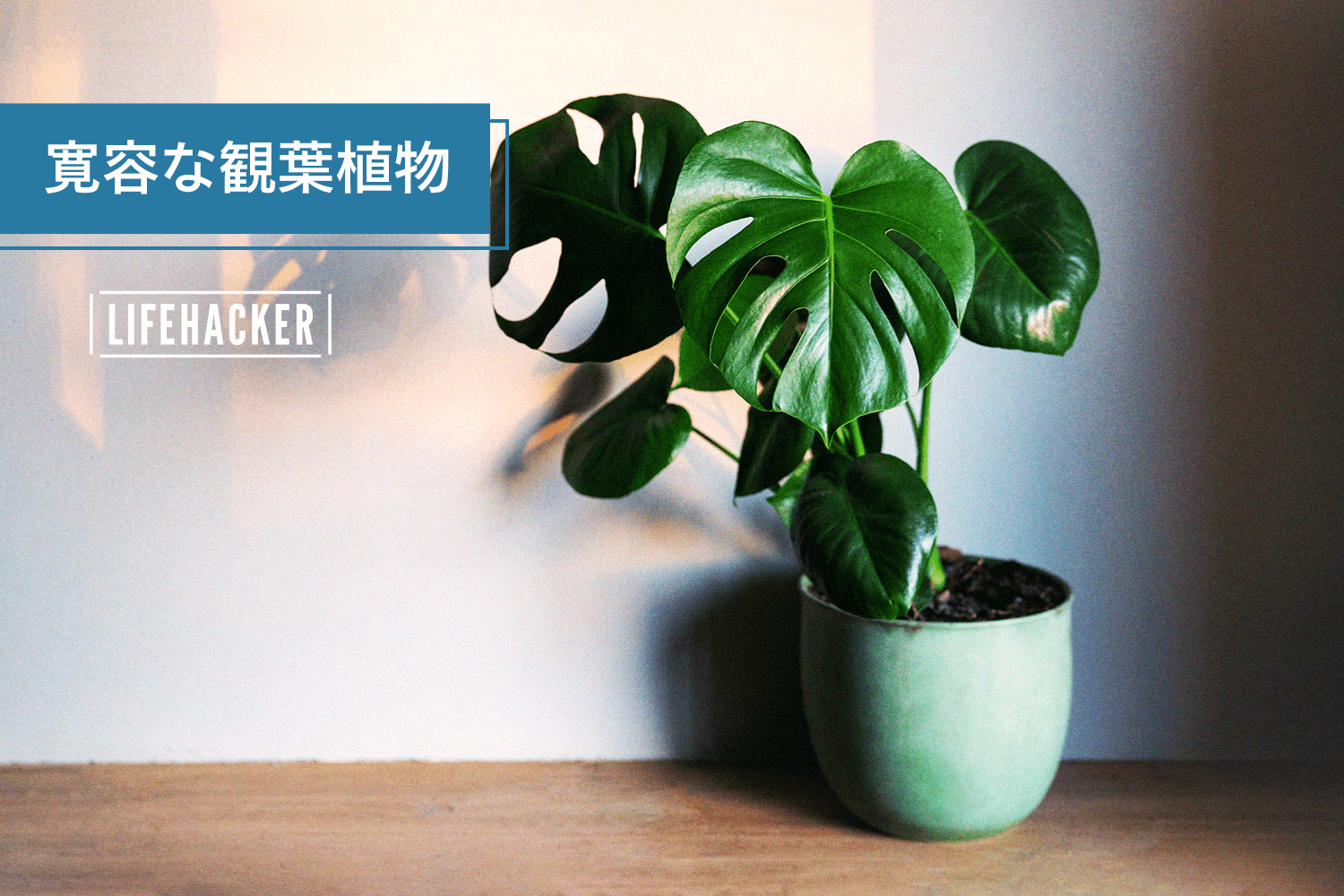 部屋に植物置きたいけど、枯らしそう…」そんな初心者でも失敗しにくい観葉植物8選 | ライフハッカー・ジャパン