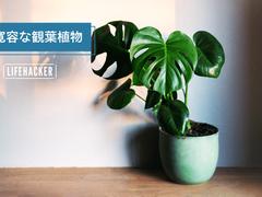 「部屋に植物置きたいけど、枯らしそう…」そんな初心者でも失敗しにくい観葉植物8選 | ライフハッカー・ジャパン