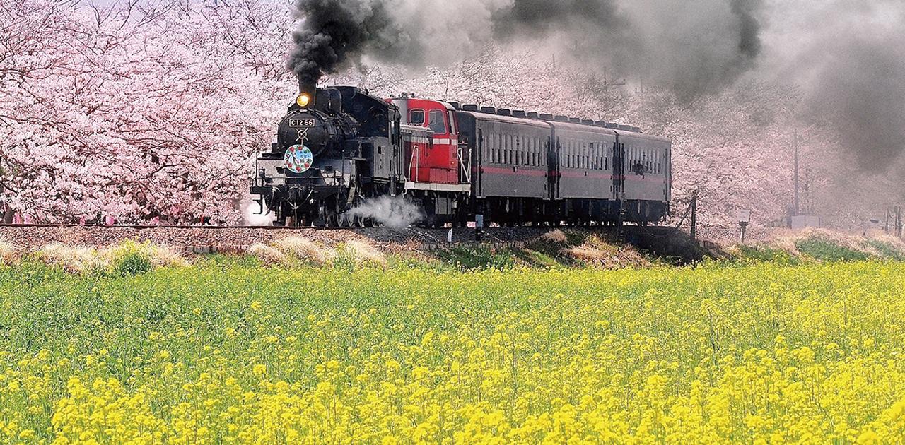 春を感じる「菜の花の絶景ランキング」。1位は秋田、2位・3位は関東のスポットがランクイン | Business Insider Japan