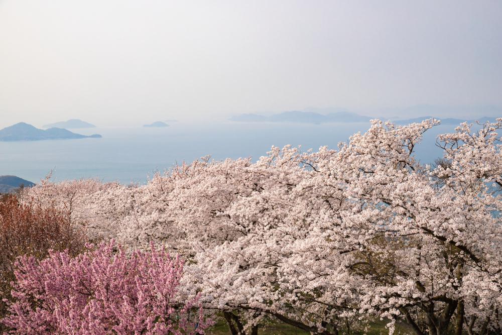 2025年注目の花見スポット」TOP10。1位は京都の1カ月桜が